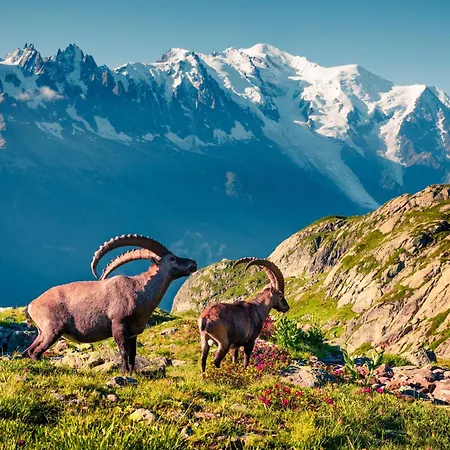 Appartamento Le Cristal Gm18 Mountain View, Pool & Parking - Happy Chamonix